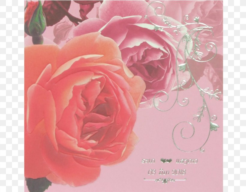 Garden Roses Cabbage Rose Floribunda Greeting & Note Cards Floral Design, PNG, 1280x1000px, Garden Roses, Cabbage Rose, Floral Design, Floribunda, Floristry Download Free