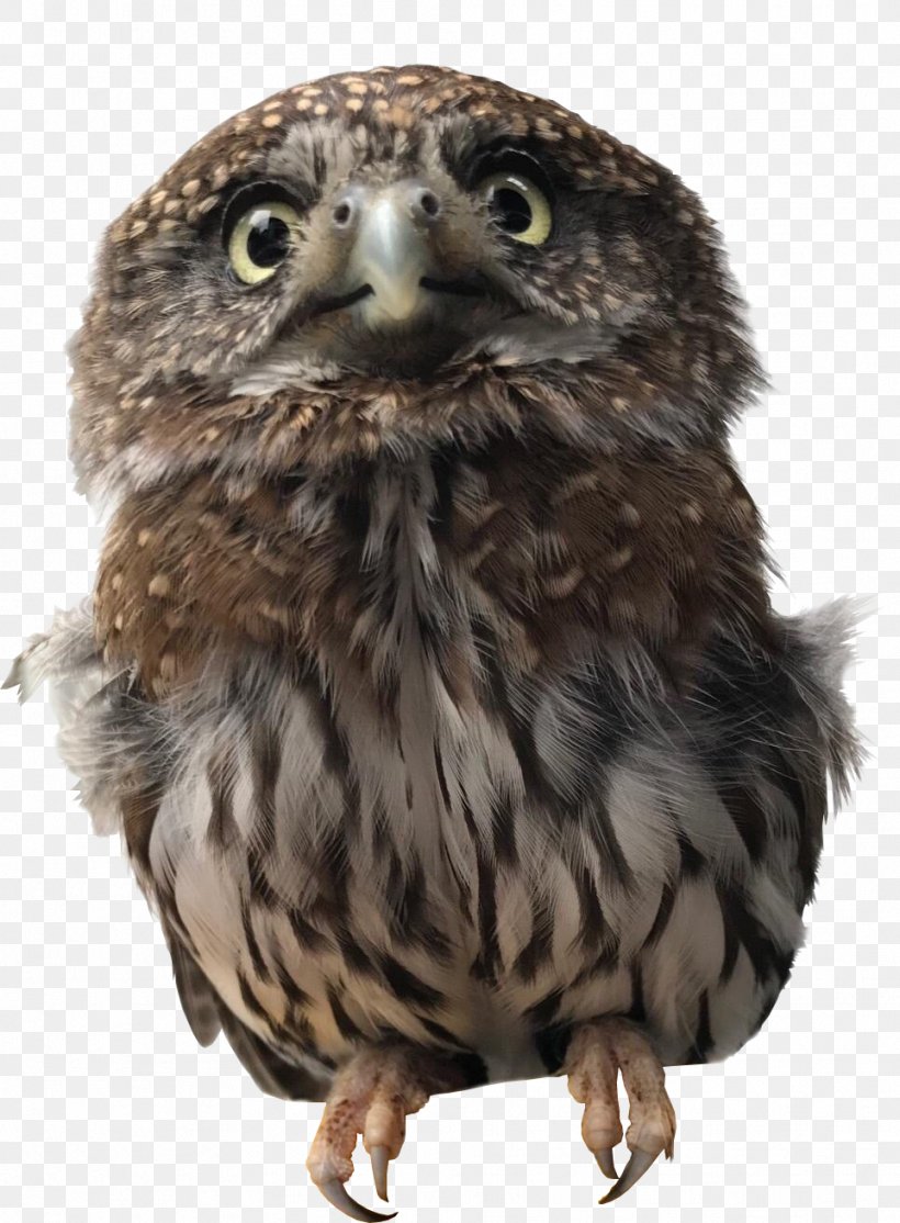 Owl Alaska Raptor Center Bird Of Prey Hawk, PNG, 963x1309px, Owl, Alaska Raptor Center, Beak, Bird, Bird Of Prey Download Free