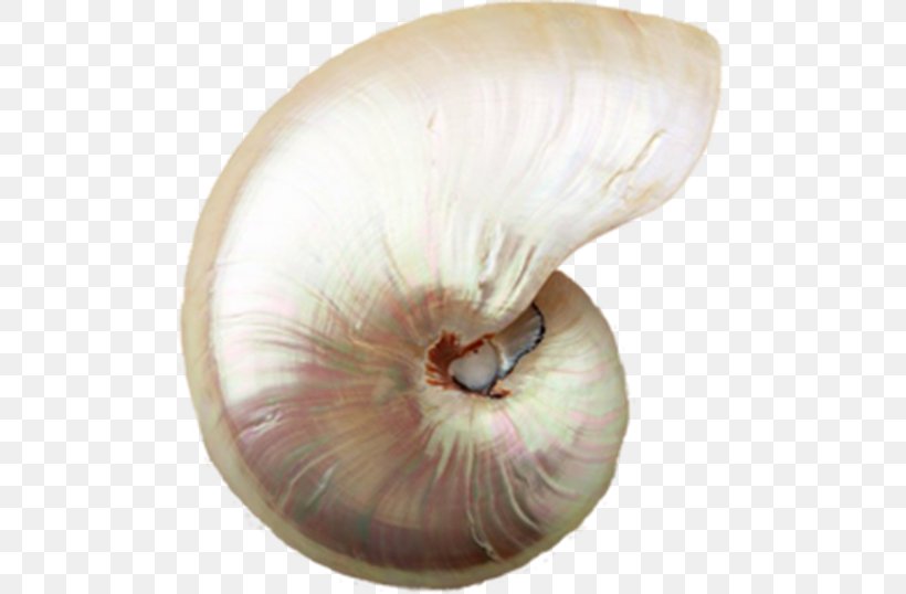 Sea Snail Conch Seashell Mollusc Shell, PNG, 500x538px, Sea Snail, Beach, Conch, Invertebrate, Marine Invertebrates Download Free