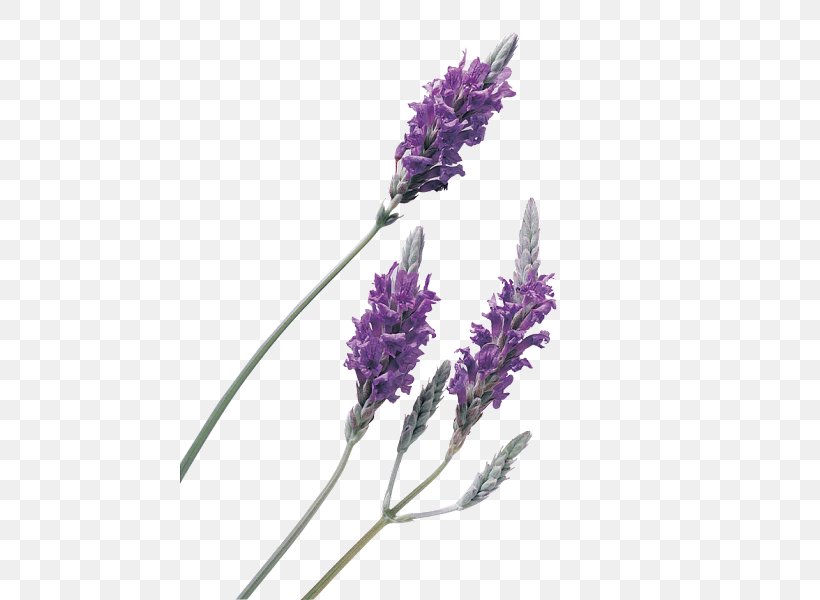 English Lavender Lavender Oil Clip Art Essential Oil, PNG, 800x600px, English Lavender, Aromatherapy, Essential Oil, Fernleaf Lavender, Flower Download Free
