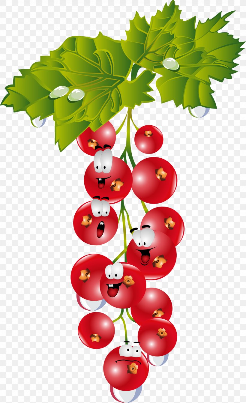 Gooseberry Cranberry Drawing, PNG, 2144x3515px, Gooseberry, Aquifoliaceae, Auglis, Berry, Branch Download Free