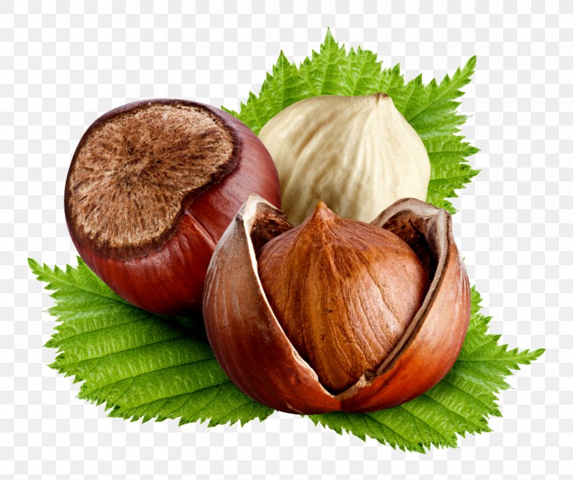 Hazelnut Food Dried Fruit Chinese Chestnut Png 1219x1024px Hazelnut Chestnut Chinese Chestnut Common Hazel Diet Food