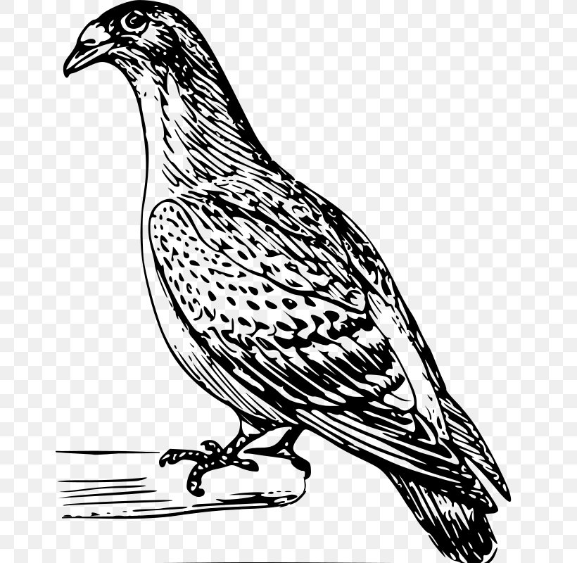 Columbidae Domestic Pigeon Drawing Clip Art, PNG, 662x800px, Columbidae, Animal, Art, Artwork, Beak Download Free