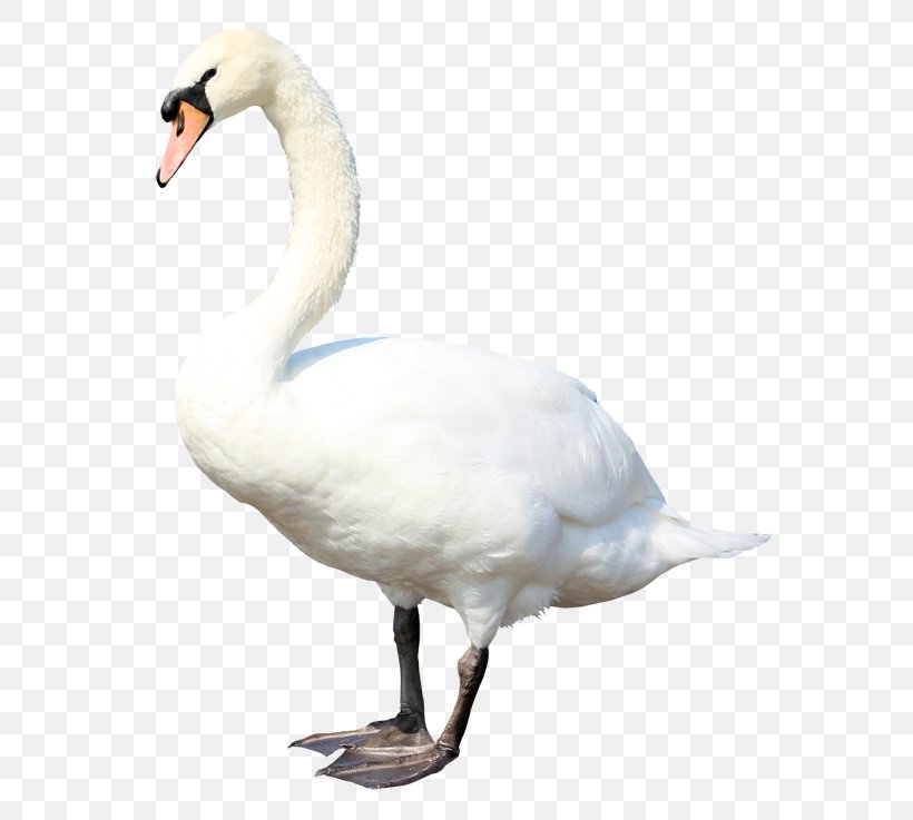 Cygnini Goose Duck, PNG, 600x737px, Cygnini, Animal, Beak, Bird, Data Compression Download Free