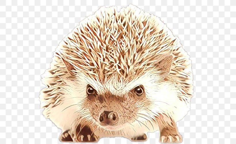 Domesticated Hedgehog Echidna Porcupine Snout, PNG, 751x500px, Domesticated Hedgehog, Animal, Domestication, Echidna, Erinaceidae Download Free