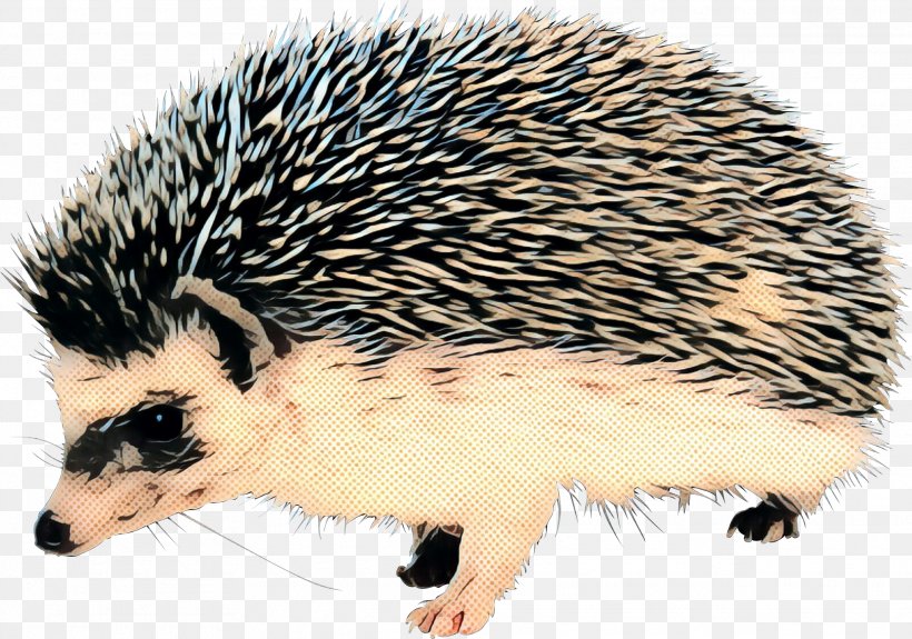 Domesticated Hedgehog Porcupine The Hedgehog And The Fox Rodent, PNG, 1971x1383px, Hedgehog, Animal, Domesticated Hedgehog, Echidna, Erinaceidae Download Free