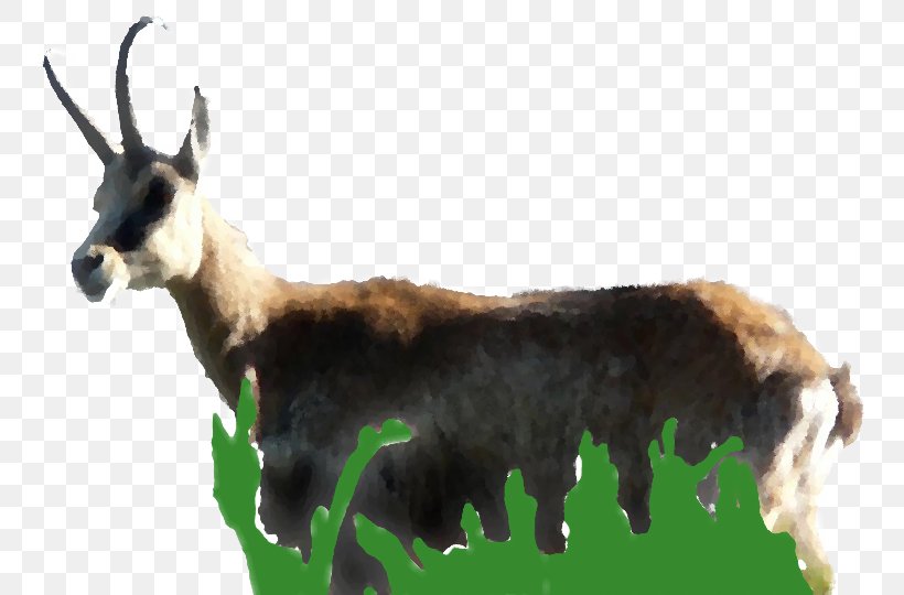 France Nature Environnement Chamois Goat Mammal Natural Environment, PNG, 752x540px, Chamois, Animal, Antelope, Biodiversity, Cattle Like Mammal Download Free