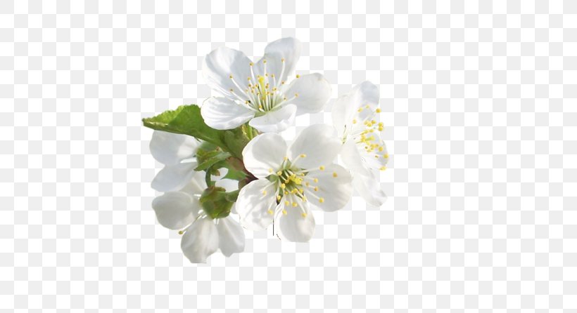 Information Clip Art, PNG, 500x446px, Information, Blog, Blossom, Branch, Cherry Blossom Download Free