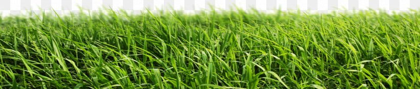 Lawn Artificial Turf Garden, PNG, 1920x408px, Lawn, Agriculture, Artificial Turf, Barley, Chrysopogon Zizanioides Download Free