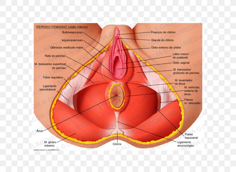 Perineum Anatomy Pelvic Floor Pelvis Human Body, PNG, 600x600px, Watercolor, Cartoon, Flower, Frame, Heart Download Free