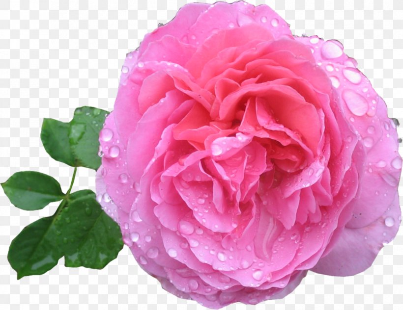 Rose Pink, PNG, 1018x785px, Rose, Cut Flowers, Display Resolution, Essential Oil, Floribunda Download Free
