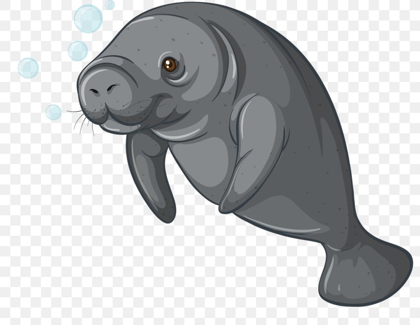 Sea Cows Stock Photography Dugong Clip Art, PNG, 800x634px, Sea Cows ...