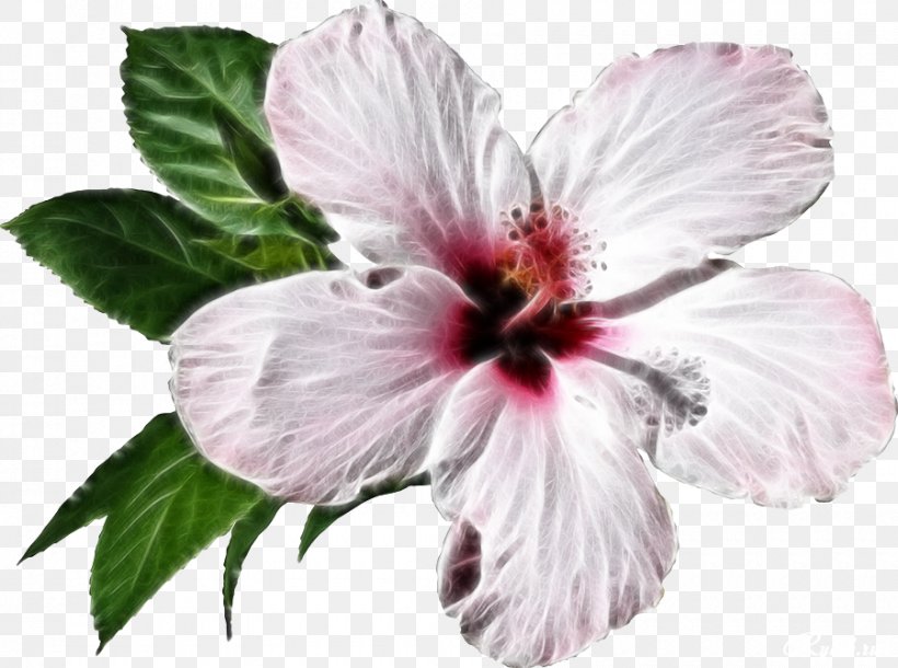 Shoeblackplant Clip Art, PNG, 900x670px, Shoeblackplant, Annual Plant, China Rose, Chinese Hibiscus, Color Download Free