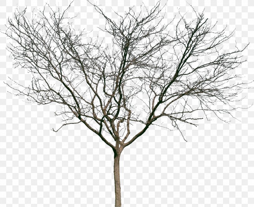 Tree Woody Plant Shrub Twig, PNG, 2139x1749px, Tree, Branch, Elm, Forest, Leaf Download Free