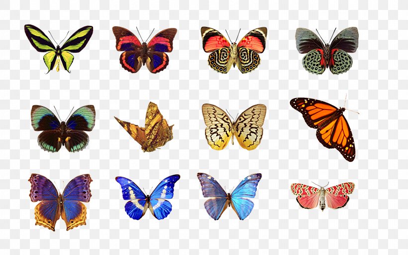Butterfly Row SQL, PNG, 1920x1200px, Butterfly, Brush Footed Butterfly, Data, Database, For Loop Download Free