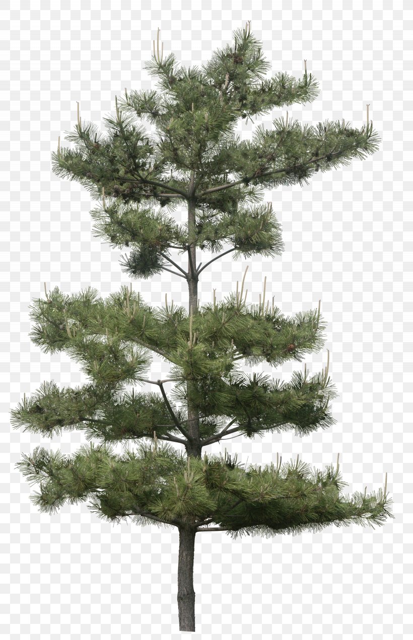 Stone Pine Tree Clip Art Image, PNG, 2255x3500px, Stone Pine, Branch, Centerblog, Christmas Tree, Conifer Download Free