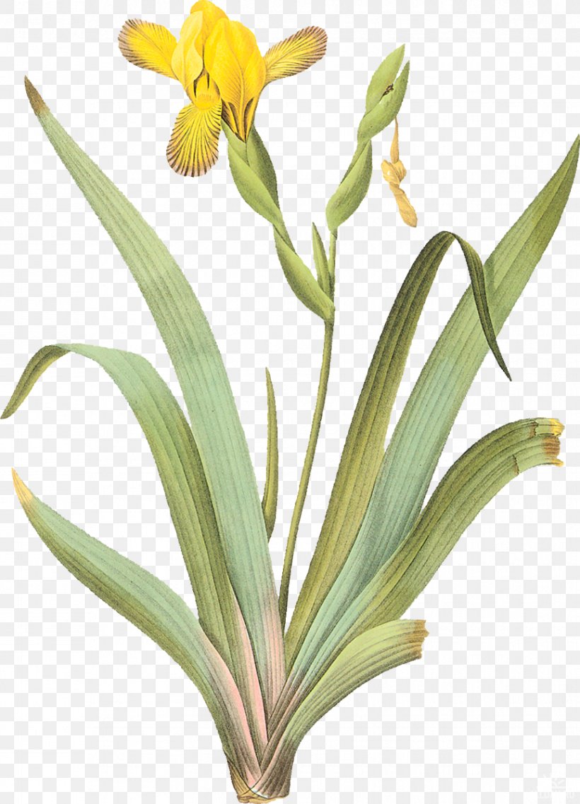 Iris Pseudacorus Iris Pallida Iris Tuberosa Variegation, PNG, 865x1200px, Iris Pseudacorus, Flower, Flowering Plant, Iridaceae, Iris Download Free