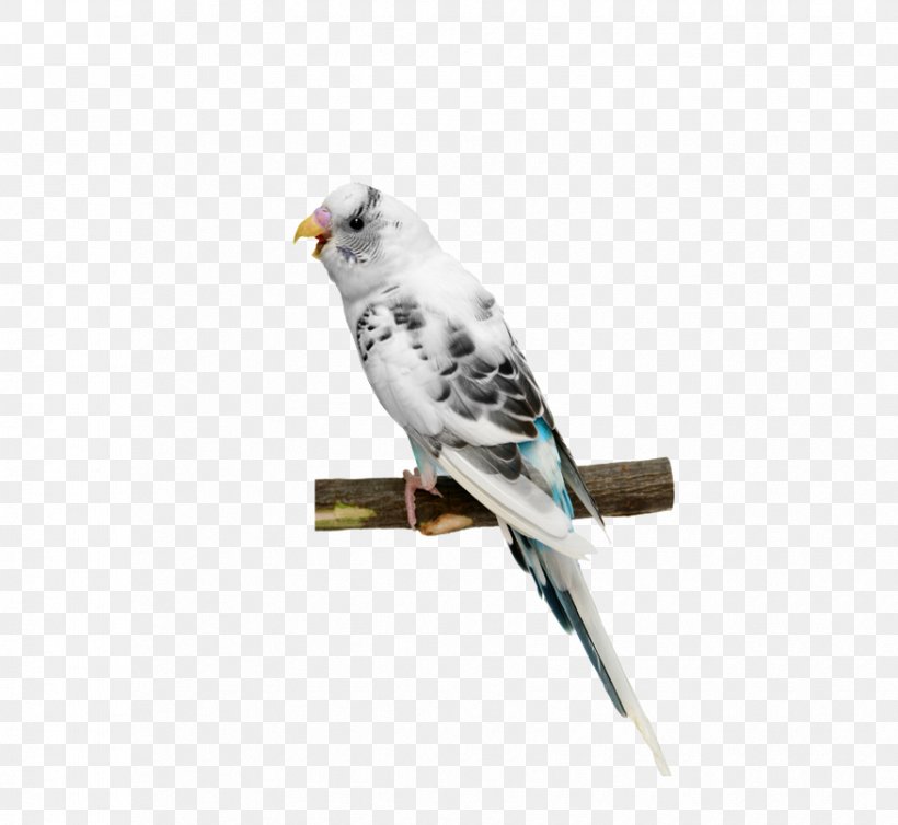 Parrot White, PNG, 876x806px, Parrot, Beak, Bird, Common Pet Parakeet, Computer Graphics Download Free