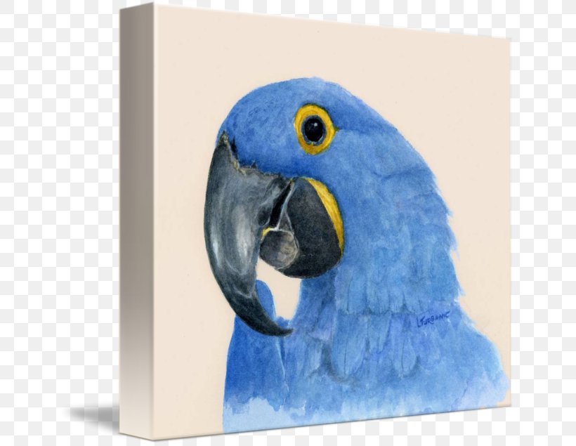 Macaw Parakeet Cobalt Blue Beak Feather, PNG, 650x635px, Macaw, Beak, Bird, Blue, Cobalt Download Free