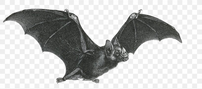 Bat Giphy Clip Art, PNG, 1600x707px, Bat, Animal Figure, Black And White, Blog, Com Download Free