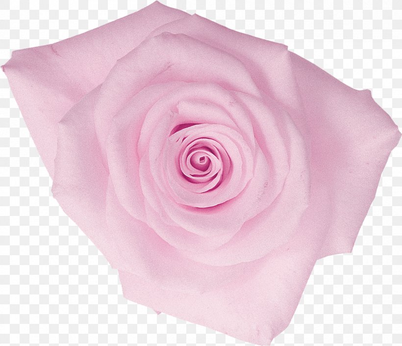 Centifolia Roses Flower Rosaceae Garden Roses Pink, PNG, 1200x1032px, Centifolia Roses, Cut Flowers, Flower, Flowering Plant, Garden Roses Download Free