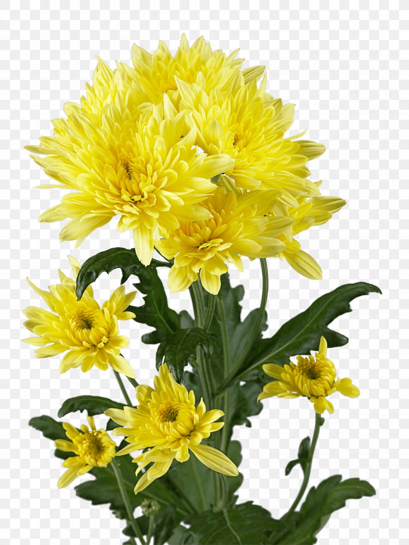 Chrysanthemum Blanket Flowers Dandelion Sunflower Seed Cut Flowers, PNG, 1200x1600px, Chrysanthemum, Annual Plant, Aster, Blanket, Blanket Flowers Download Free