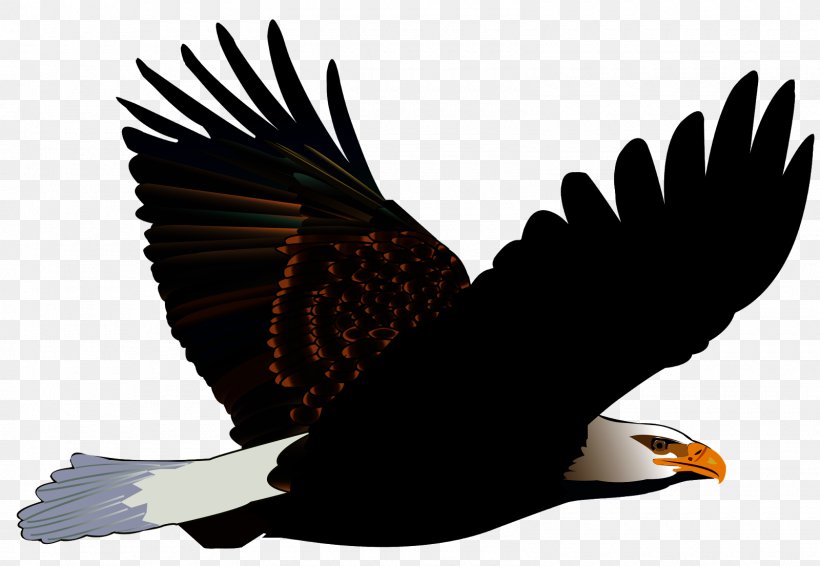 Turkey Cartoon, PNG, 1600x1105px, Bald Eagle, Accipitridae, Andean Condor, Beak, Bird Download Free