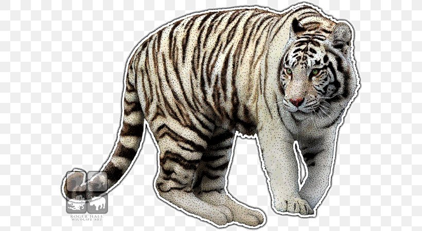 Bengal Tiger White Tiger Whiskers Wildlife, PNG, 590x449px, Tiger, Animal, Bengal, Bengal Tiger, Big Cat Download Free