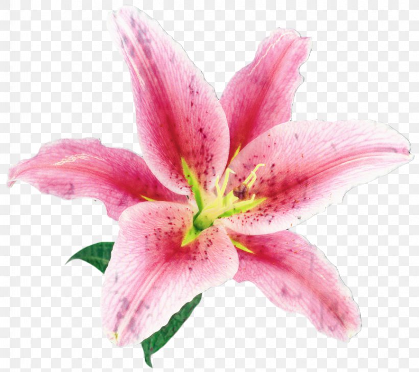 Lily Flower Cartoon, PNG, 866x768px, Lily, Amaryllis Belladonna, Amaryllis Family, Crinum, Cut Flowers Download Free