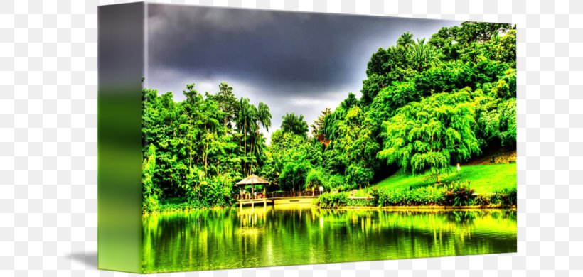 Nature Reserve Water Resources Biome Pond Forest, PNG, 650x390px, Nature Reserve, Biome, Computer, Ecosystem, Forest Download Free