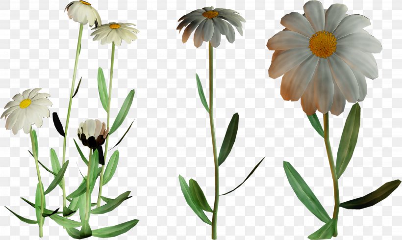 Oxeye Daisy Roman Chamomile Plant Stem Cut Flowers, PNG, 4327x2583px, Oxeye Daisy, Aster, Botany, Calendula, Camomile Download Free