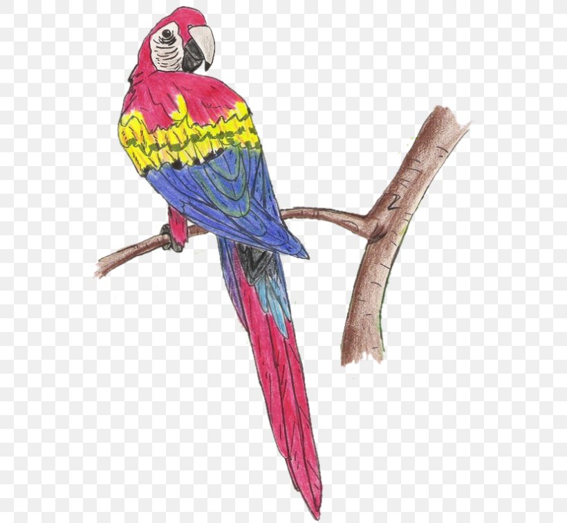 Bird Macaw Parakeet Feather Beak, PNG, 594x756px, Bird, Beak, Bird Supply, Common Pet Parakeet, Email Download Free