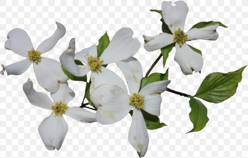 Flowering Dogwood Cornus Officinalis Cornus Sericea Clip Art, PNG, 1024x654px, Flowering Dogwood, Blossom, Branch, Cornus Officinalis, Cornus Sericea Download Free