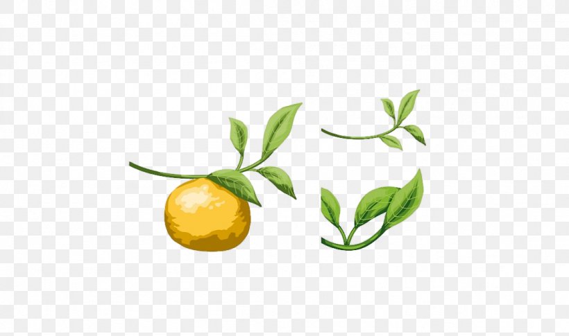 Lemon Pomelo Tangerine Leaf Orange, PNG, 1103x653px, Lemon, Auglis, Branch, Citrus, Flower Download Free