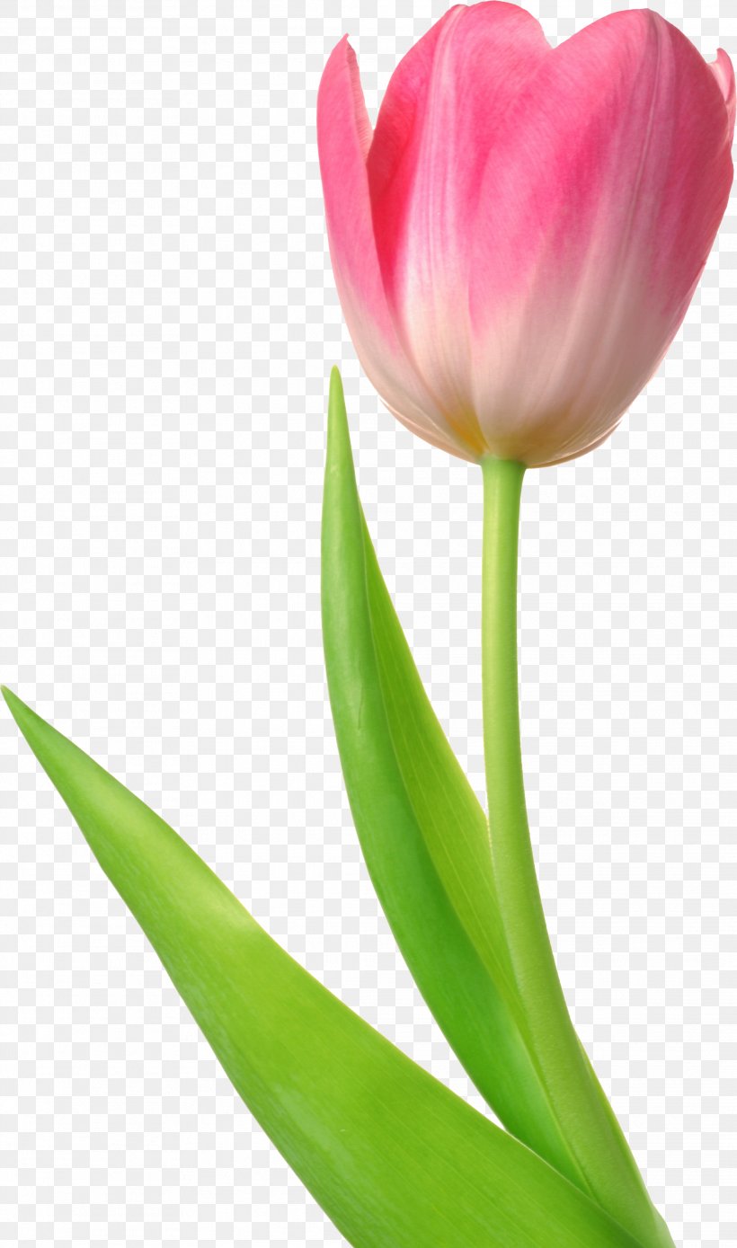 Tulip Mania Flower Bulb, PNG, 2078x3521px, Tulip, Bud, Close Up, Color, Floral Design Download Free