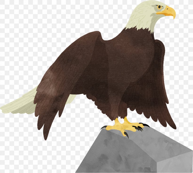 Bald Eagle, PNG, 1116x1001px, Bald Eagle, Accipitriformes, Beak, Bird, Bird Of Prey Download Free