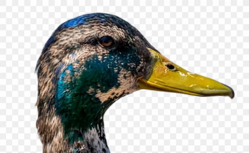 Duck Bird Mallard Beak Water Bird, PNG, 2000x1232px, Duck, American Black Duck, Beak, Bird, Ducks Geese And Swans Download Free