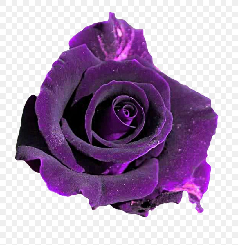 Flower Purple Violet Rosa 'Veilchenblau', PNG, 800x845px, Flower, Blue, Color, Cut Flowers, Floribunda Download Free