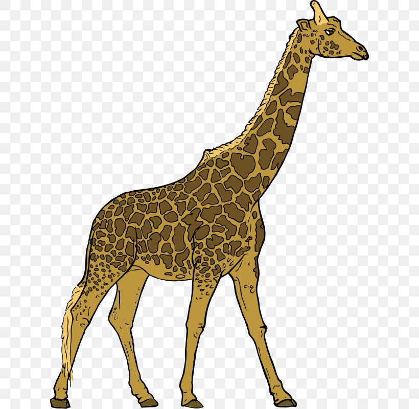 Giraffe Herbivore Animal Carnivore Clip Art, PNG, 624x800px, Giraffe, Animal, Animal Figure, Carnivore, Drawing Download Free