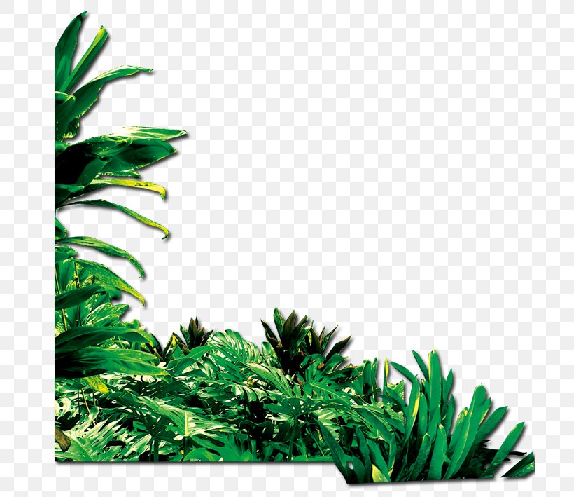 Green Google Images, PNG, 709x709px, Green, Designer, Google Images, Grass, Green Ribbon Download Free