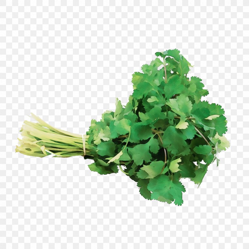 Parsley, PNG, 1200x1200px, Watercolor, Annual Plant, Flower, Flowering Plant, Green Download Free