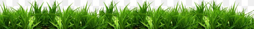 Vetiver Sweet Grass Commodity Green Wheatgrass, PNG, 2383x279px, Vetiver, Chrysopogon, Chrysopogon Zizanioides, Commodity, Grass Download Free