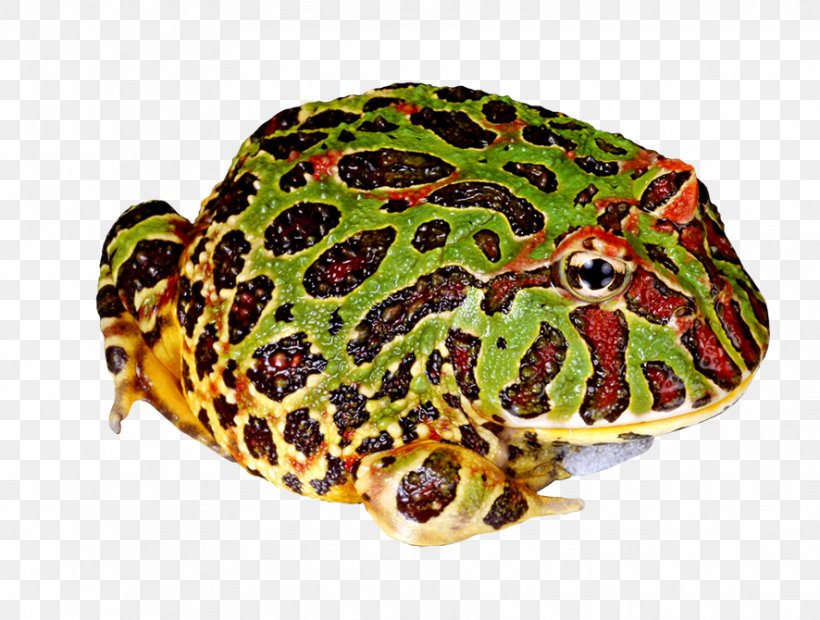 Argentine Horned Frog Cranwell's Horned Frog Pac-Man Amphibian Clip Art, PNG, 886x670px, Argentine Horned Frog, Amphibian, Bullfrog, Drawing, Exotic Pet Download Free