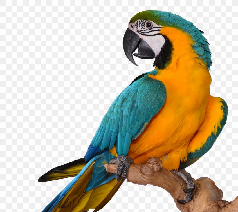 Black-headed Parrot Bird Reptile Grey Parrot, PNG, 1772x1580px, Parrot, Beak, Bird, Blackheaded Parrot, Blueandyellow Macaw Download Free