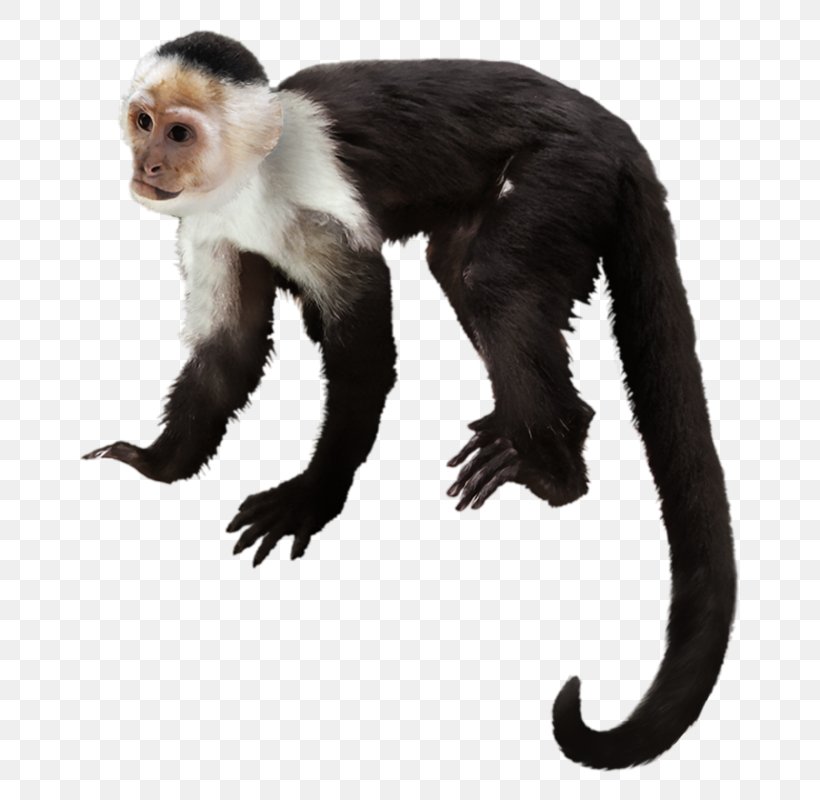Capuchin Monkey Primate Gorilla White-headed Capuchin Chimpanzee, PNG, 718x800px, Capuchin Monkey, Cercopithecidae, Chimpanzee, Fauna, Fur Download Free