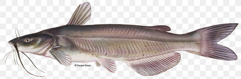 Channel Catfish Fishing Barbel, PNG, 1256x412px, Channel Catfish, American Shad, Animal Figure, Barbel, Blue Catfish Download Free