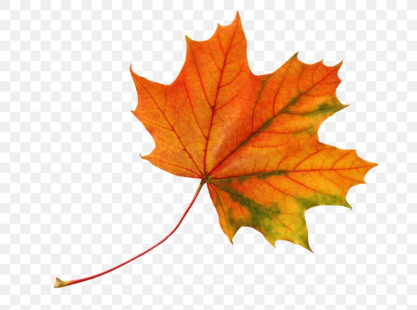Leaf Autumn Leaves Color, PNG, 700x610px, Leaf, Autumn, Autumn Leaf Color, Autumn Leaves, Color Download Free