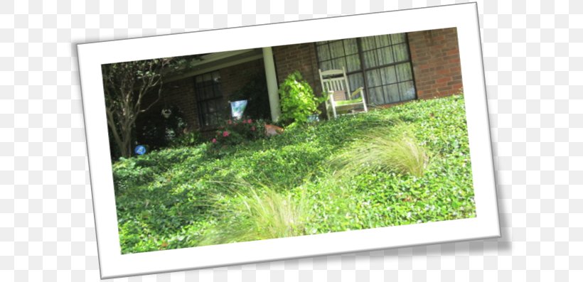 Window Landscape Property Grasses Tree, PNG, 635x397px, Window, Family, Grass, Grass Family, Grasses Download Free