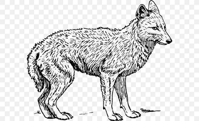 Coyote Gray Wolf Black-backed Jackal Clip Art, PNG, 600x500px, Coyote, Artwork, Black And White, Blackbacked Jackal, Carnivoran Download Free