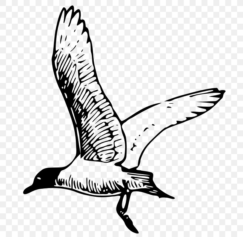 Gulls Clip Art, PNG, 800x800px, Gulls, Artwork, Beak, Bird, Black And White Download Free
